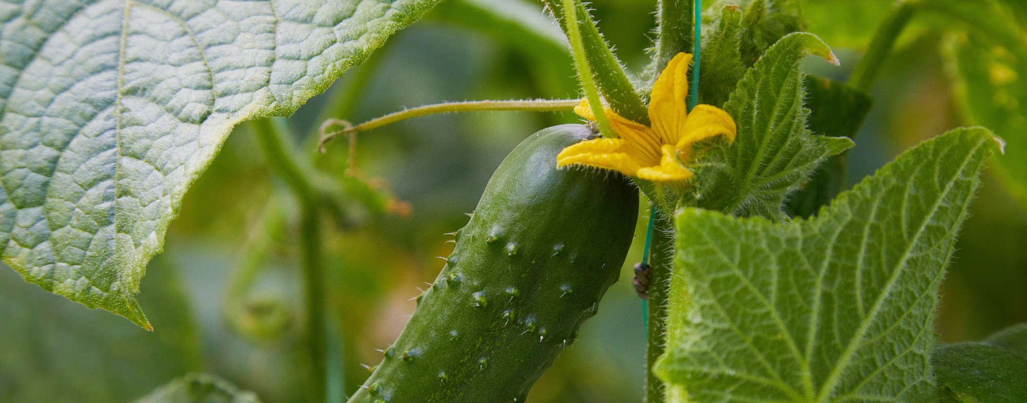 Pepino
